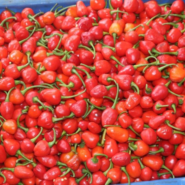 Akabare Khursani (Round Chili)