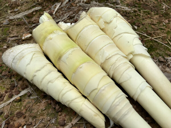 Tama (Bamboo Shoot)