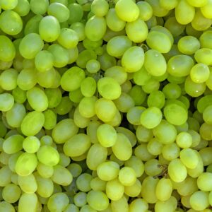 Angur (Grapes)