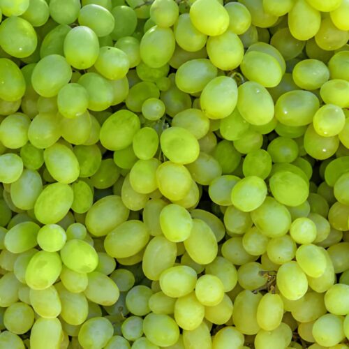 Angur (Grapes) Angur (Grapes)