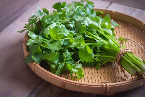 Dhaniya Patta (Coriander Leaves)