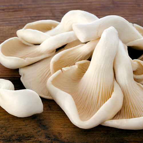Oyster Mushroom