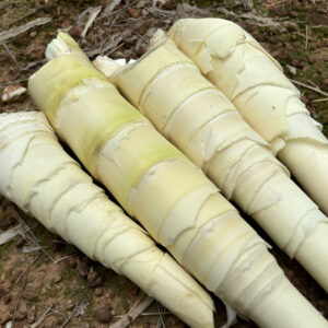 Tama (Bamboo Shoot)