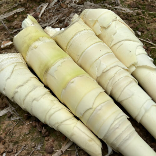 Tama (Bamboo Shoot)